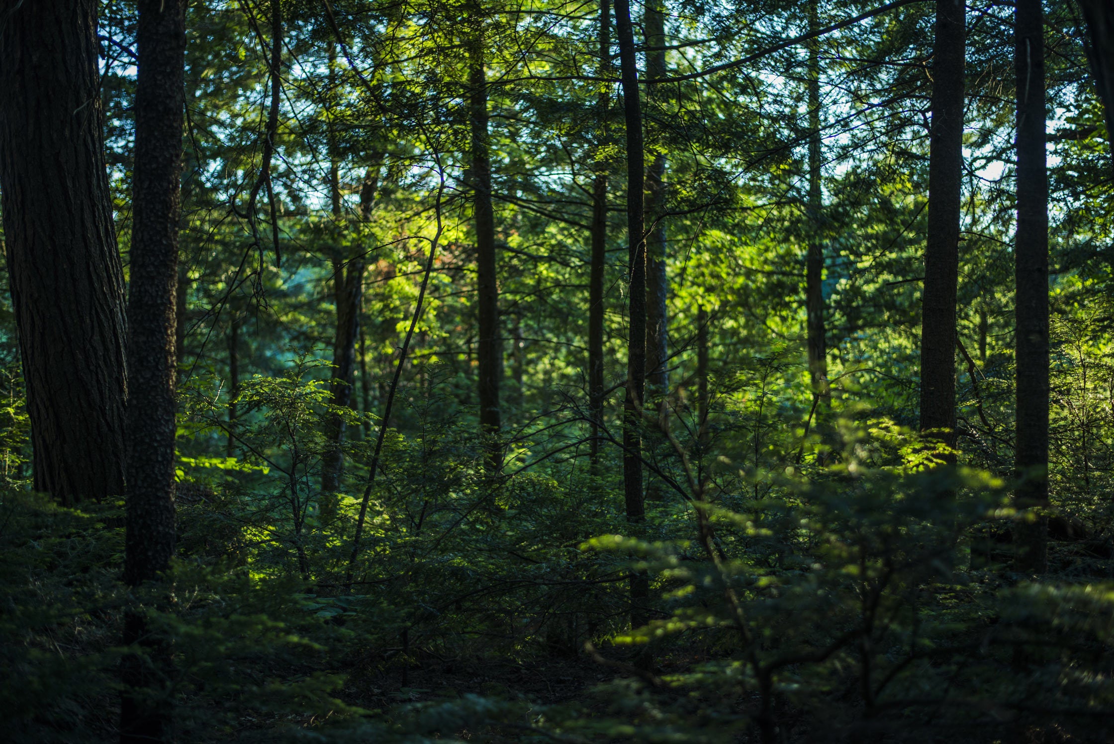 wald-mit-dunklen-blättern